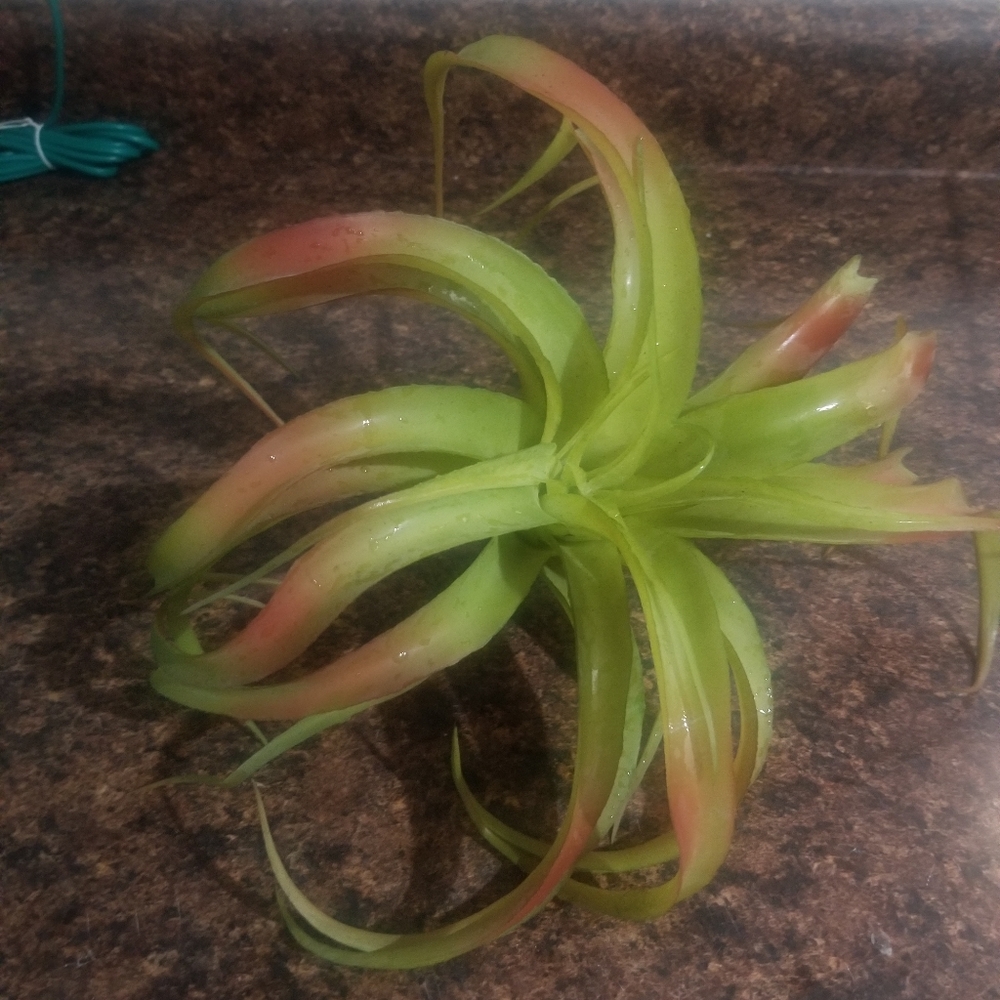 Large fake succulent